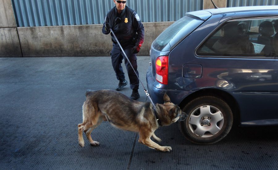 Sniffing Dog